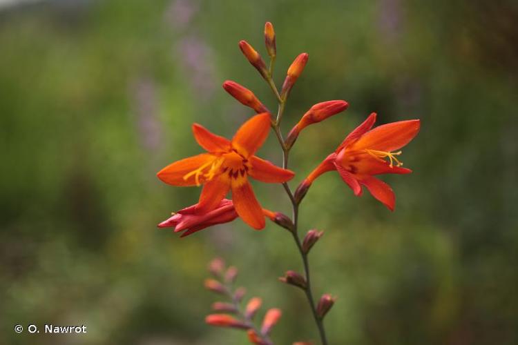 <i>Crocosmia </i>x<i> crocosmiiflora</i> (Lemoine) N.E.Br., 1932 © O. Nawrot