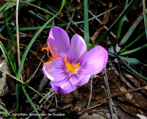 <i>Crocus ligusticus</i> Mariotti, 1988 © S. Sant/Parc Amazonien de Guyane