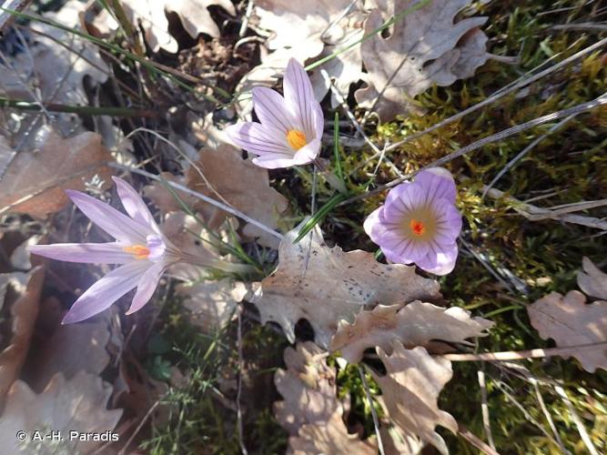 <i>Crocus versicolor</i> Ker Gawl., 1808 © A.-H. Paradis