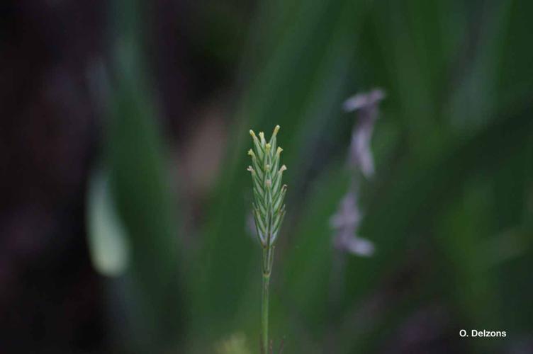 <i>Crucianella angustifolia</i> L., 1753 © O. Delzons