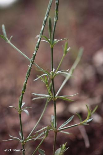 <i>Crucianella latifolia</i> L., 1753 © O. Nawrot