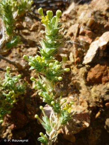 <i>Crucianella maritima</i> L., 1753 © P. Rouveyrol