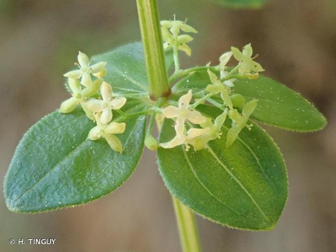 <i>Cruciata glabra</i> (L.) Ehrend., 1958 © H. TINGUY