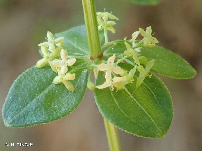 <i>Cruciata glabra</i> (L.) Ehrend., 1958 © H. TINGUY