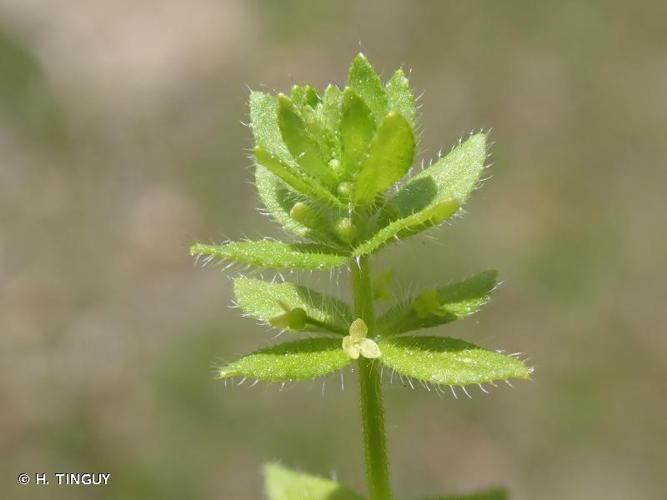 <i>Cruciata pedemontana</i> (Bellardi) Ehrend., 1958 © H. TINGUY