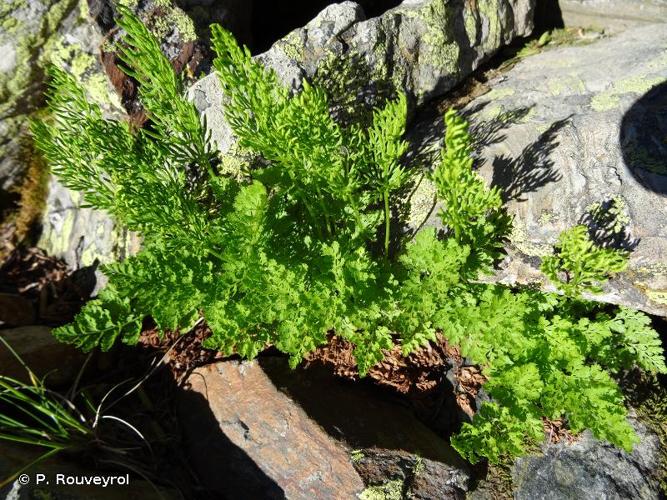 <i>Cryptogramma crispa</i> (L.) R.Br. ex Hook., 1842 © P. Rouveyrol