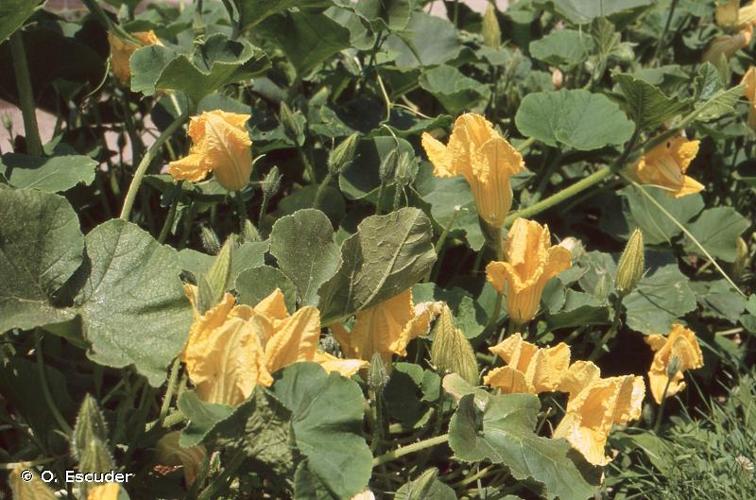 <i>Cucurbita pepo</i> L., 1753 © O. Escuder