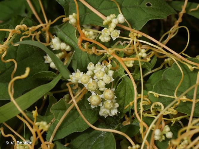 <i>Cuscuta campestris</i> Yunck., 1932 © V. Boullet