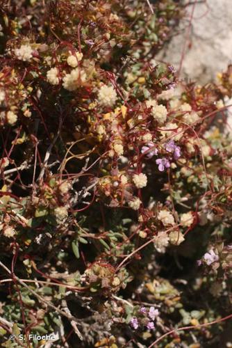 <i>Cuscuta epithymum</i> (L.) L., 1774 © S. Filoche