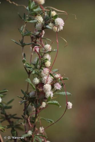 <i>Cuscuta planiflora</i> Ten., 1829 © O. Nawrot