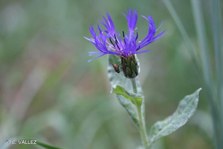 <i>Cyanus montanus</i> (L.) Hill, 1768 © E. VALLEZ