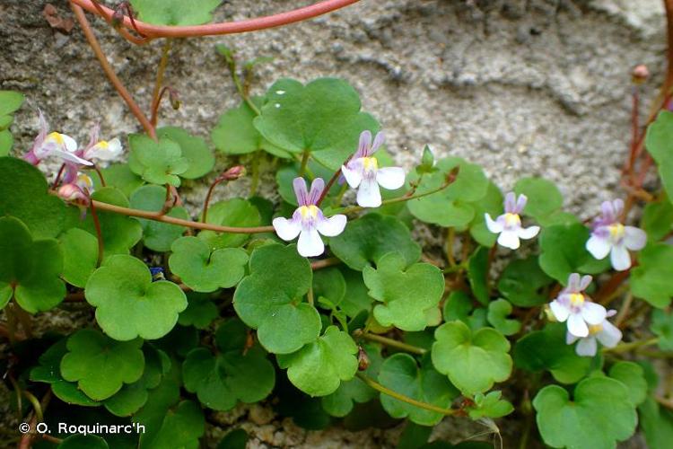 <i>Cymbalaria muralis</i> G.Gaertn., B.Mey. & Scherb., 1800 © O. Roquinarc'h