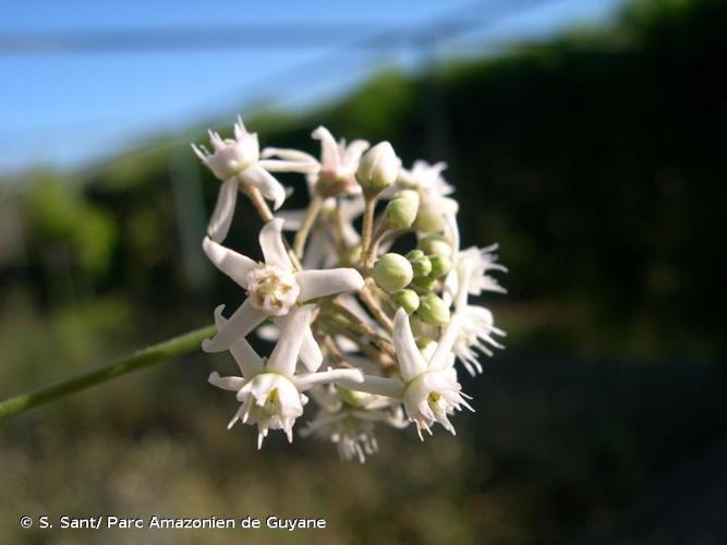 <i>Cynanchum acutum</i> L., 1753 © S. Sant/ Parc Amazonien de Guyane