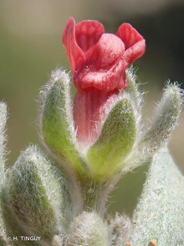 <i>Cynoglossum cheirifolium</i> L., 1753 © H. TINGUY