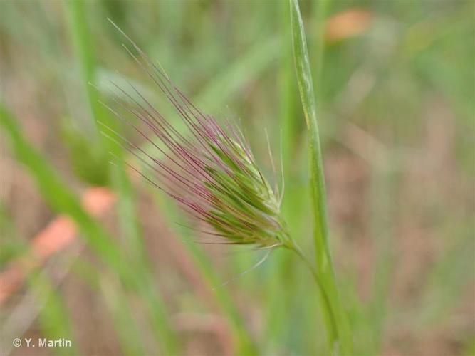 <i>Cynosurus echinatus</i> L., 1753 © 