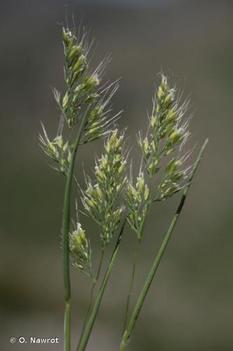<i>Cynosurus effusus</i> Link, 1799 © O. Nawrot