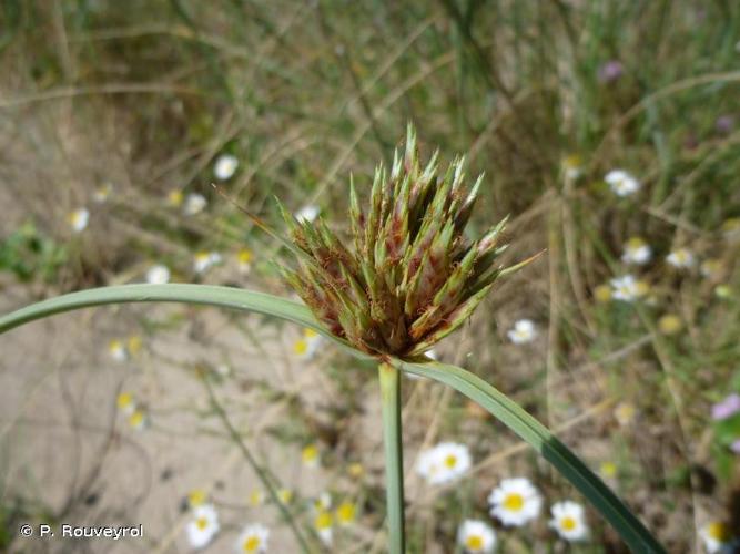 <i>Cyperus capitatus</i> Vand., 1771 © P. Rouveyrol