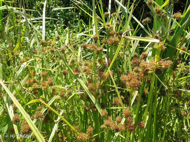 <i>Cyperus difformis</i> L., 1756 © H. TINGUY