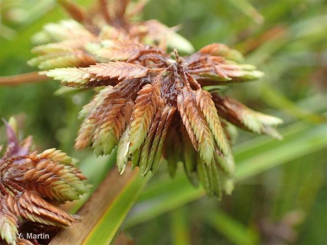 <i>Cyperus eragrostis</i> Lam., 1791 © 