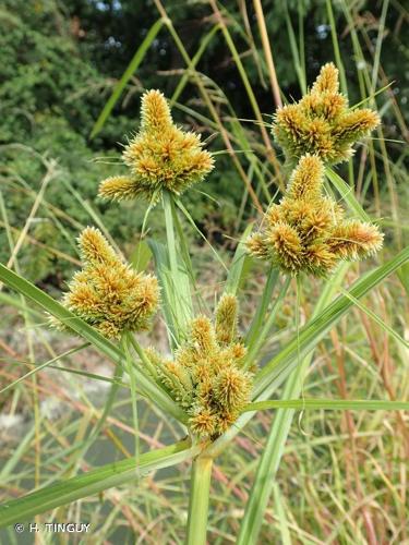 <i>Cyperus glomeratus</i> L., 1756 © H. TINGUY