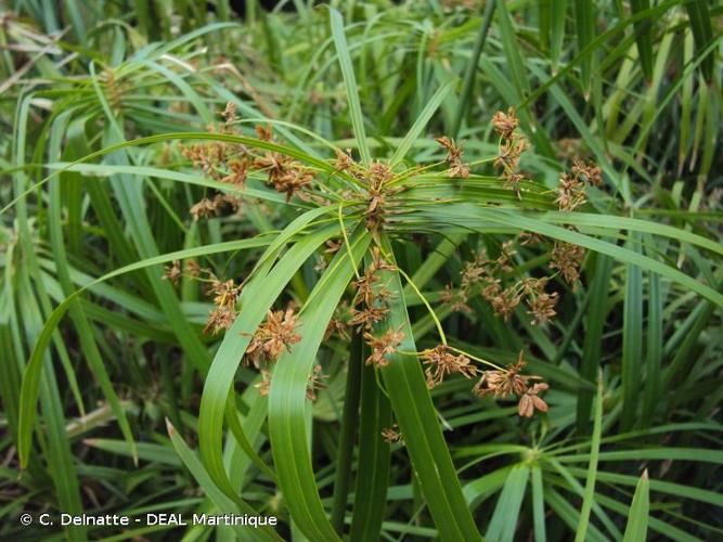 <i>Cyperus involucratus</i> Rottb., 1772 © C. Delnatte - DEAL Martinique