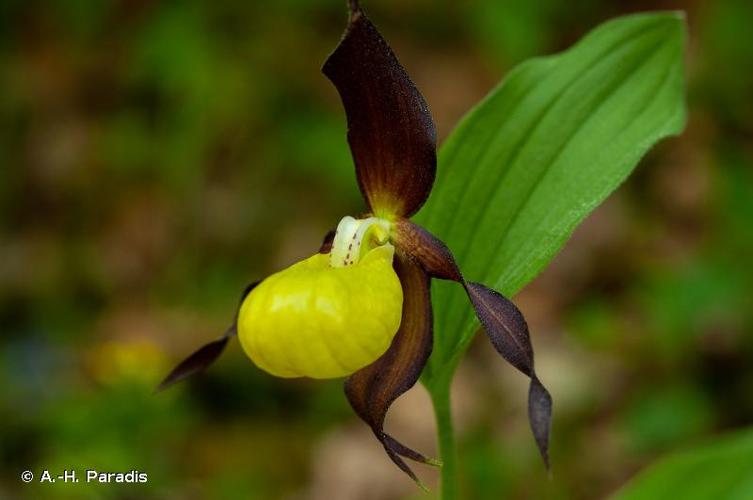 <i>Cypripedium calceolus</i> L., 1753 © A.-H. Paradis