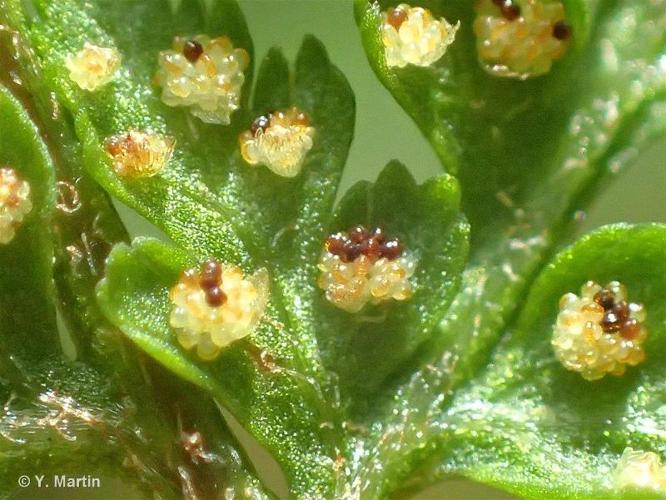 <i>Cystopteris montana</i> (Lam.) Desv., 1827 © 