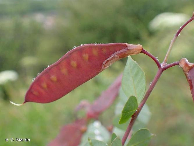 <i>Cytisophyllum sessilifolium</i> (L.) O.Lang, 1843 © Y. Martin