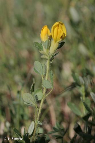 <i>Cytisus lotoides</i> Pourr., 1788 © S. Filoche