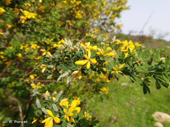 <i>Cytisus striatus</i> (Hill) Rothm., 1944 © R. Poncet