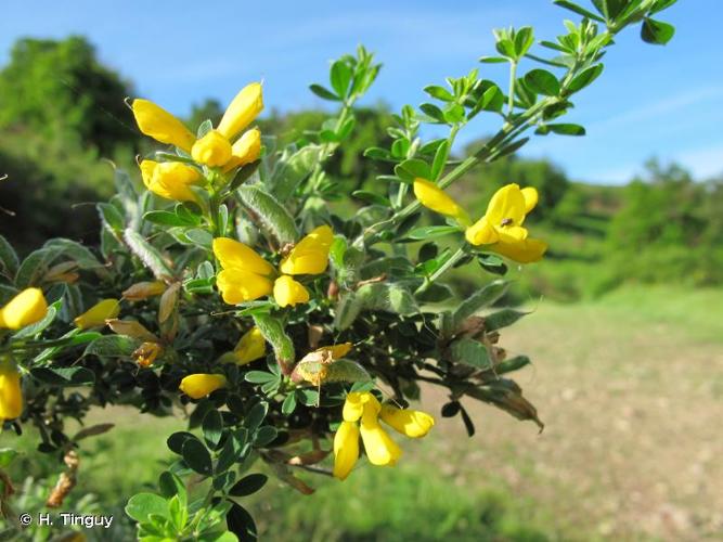 <i>Cytisus villosus</i> Pourr., 1788 © H. Tinguy