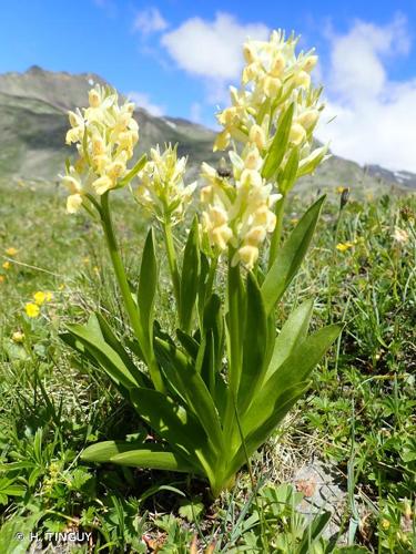 <i>Dactylorhiza sambucina</i> (L.) Soó, 1962 © H. TINGUY