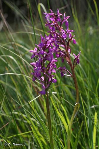 <i>Dactylorhiza traunsteineri</i> (Saut. ex Rchb.) Soó, 1962 © O. Nawrot