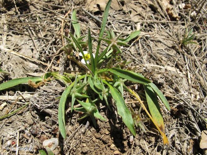 <i>Damasonium polyspermum</i> Coss., 1849 © H. Tinguy