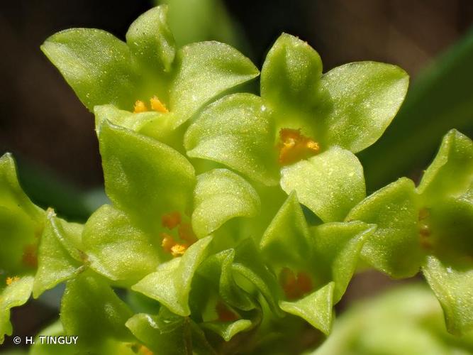 <i>Daphne laureola</i> L., 1753 © H. TINGUY