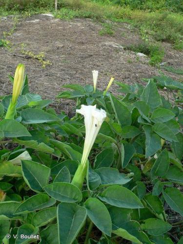 <i>Datura innoxia</i> Mill., 1768 © V. Boullet