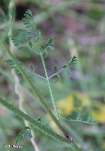 <i>Daucus carota</i> L., 1753 © S. Dorez