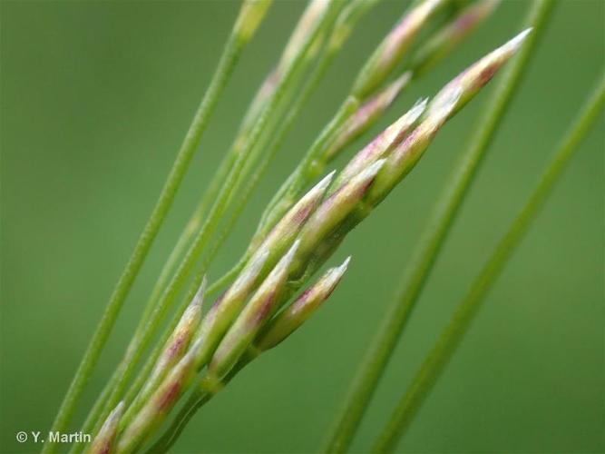 <i>Deschampsia cespitosa</i> (L.) P.Beauv., 1812 © 