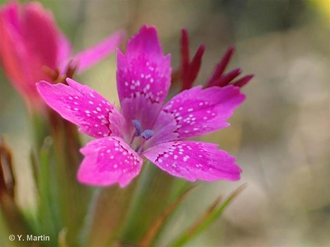 <i>Dianthus armeria</i> L., 1753 © 