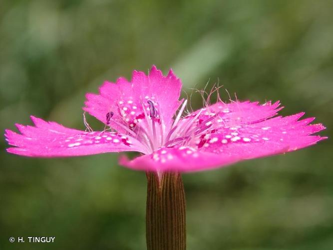 <i>Dianthus deltoides</i> L., 1753 © H. TINGUY