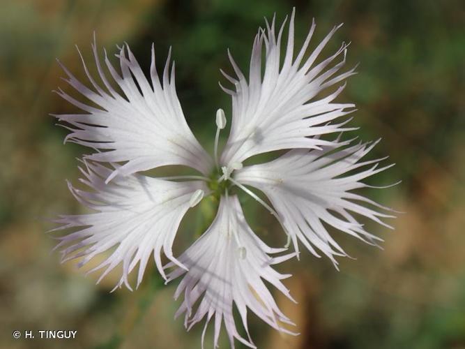 <i>Dianthus hyssopifolius</i> L., 1755 © H. TINGUY