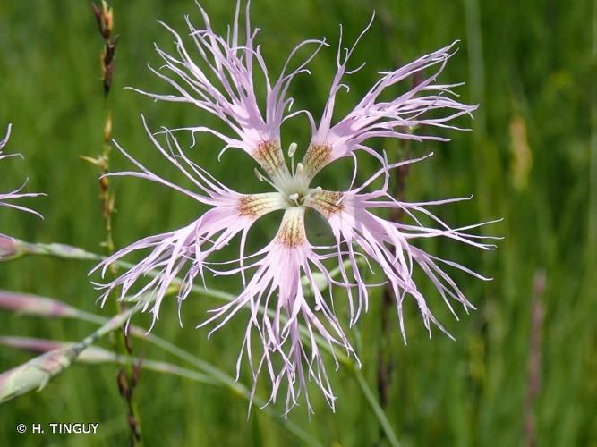 <i>Dianthus superbus</i> L., 1755 © H. TINGUY