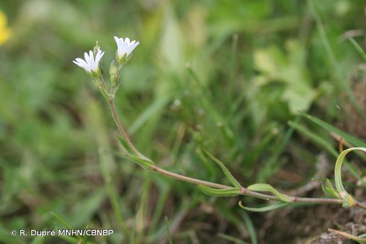 <i>Dichodon viscidum</i> (M.Bieb.) Holub, 1974 © R. Dupré MNHN/CBNBP