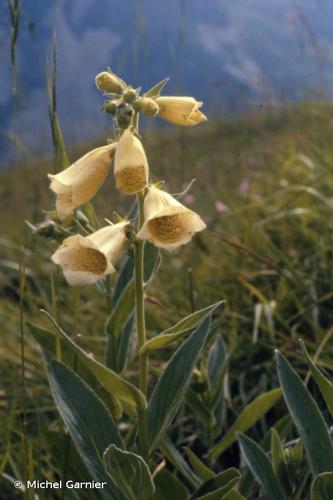 <i>Digitalis grandiflora</i> Mill., 1768 © Michel Garnier