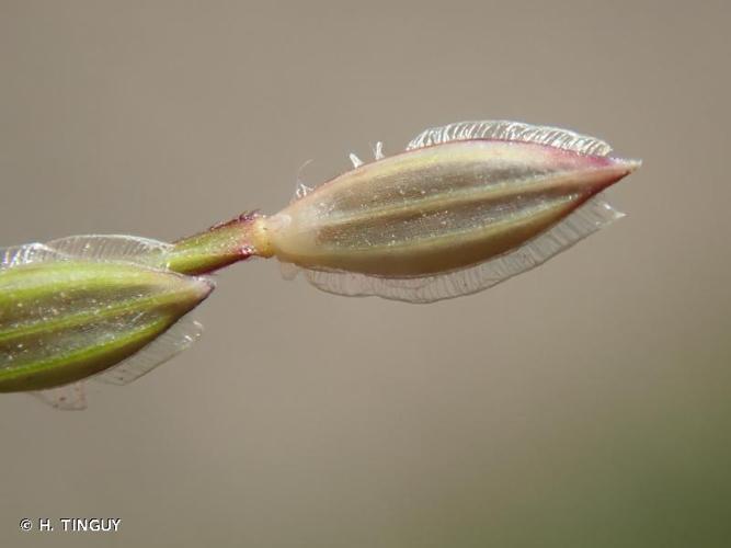 <i>Digitaria sanguinalis</i> (L.) Scop., 1771 © H. TINGUY