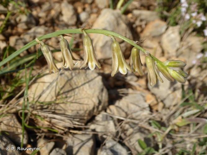 <i>Dipcadi serotinum</i> (L.) Medik., 1790 © P. Rouveyrol