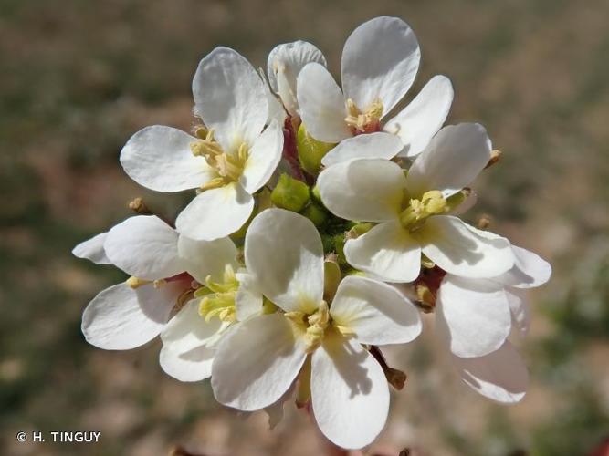 <i>Diplotaxis erucoides</i> (L.) DC., 1821 © H. TINGUY