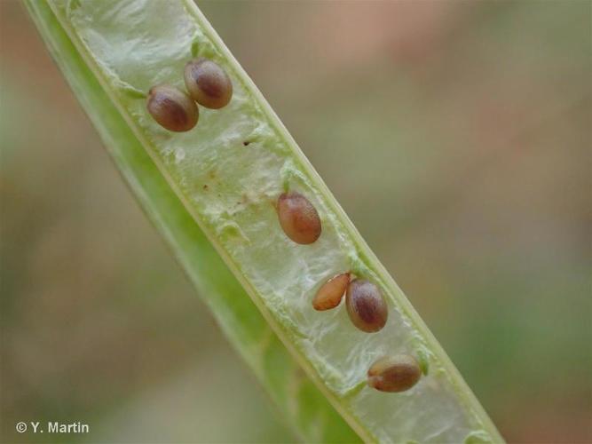 <i>Diplotaxis tenuifolia</i> (L.) DC., 1821 © 