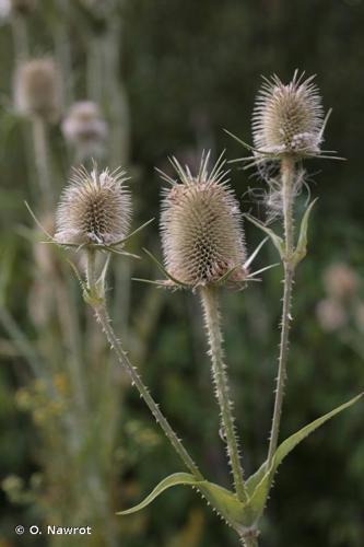 <i>Dipsacus laciniatus</i> L., 1753 © O. Nawrot