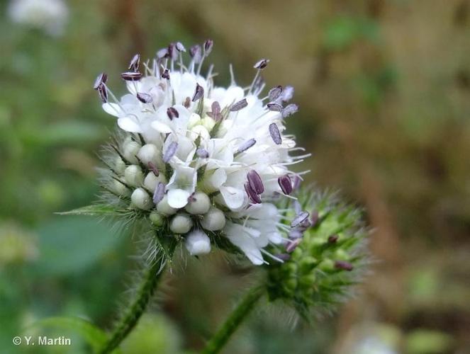 <i>Dipsacus pilosus</i> L., 1753 © 